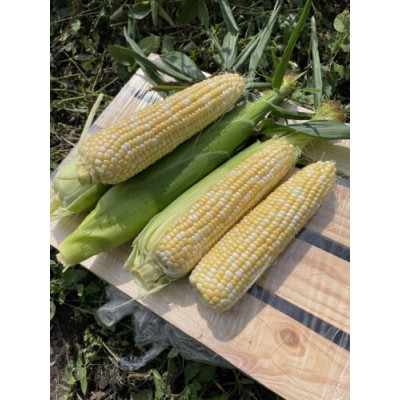 Семена кукурузы сахарной Дефендер F1 (25000 семян) Lark Seeds